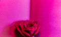 Open book with empty pages and red rose. A diary or notebook for writing. Copy space, top view. Pink neon light Royalty Free Stock Photo