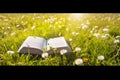 Open book in the grass on the field on sunny day in spring. Beautiful meadow with daisy and dandelion flowers at springtime. Royalty Free Stock Photo