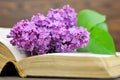 Lilac flower on open book Royalty Free Stock Photo