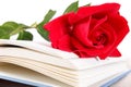 Open book and red rose on pages of book on white background Royalty Free Stock Photo
