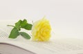 Open book and rose flower