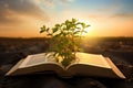 Open book with seedling growing from it. Sunset or sunrise background. Bible or knowledge concept