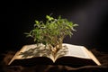 Open book with seedling growing from it. Sunset or sunrise background. Bible or knowledge concept