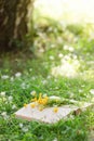 Open book and yellow flower bouquet on a green grass against beautiful sunset lights with sun ray, selective focus, study, relax Royalty Free Stock Photo