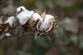 Open boxes of ripe cotton plants on a blurred background