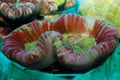 Open Brain Coral