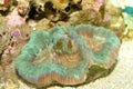 Open Brain Coral