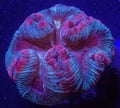 Open brain coral