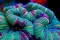 The open brain coral Trachyphyllia geoffroyi