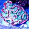 Open Brain coral