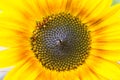 Open bright vibrant yellow sunflower closeup