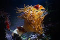 Open bubble tip anemone move tentacles in flow, ocellaris clownfish silhouette in LED blue low backlight, animal