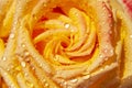 Open bud of beautiful rose and drops of water macro close-up shot. Rose petals, beautiful flower for the holiday, blooming rose, Royalty Free Stock Photo