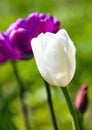 An open Bud of a blooming white Tulip with dew drops Royalty Free Stock Photo