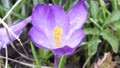 Crocus flower Royalty Free Stock Photo