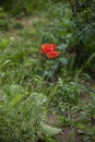 Open bud of wild red poppy flower in the field on a sunny afternoon in spring Royalty Free Stock Photo