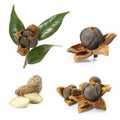 Open camellia nuts with seeds on a white background