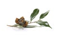 Open camellia nuts with seeds on a white background