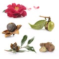 Open camellia nuts with seeds on a white background