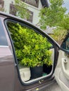 Open car door with bush in a large pot inside Royalty Free Stock Photo