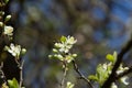 Open cherry blossoms with background cherry trees bokeh