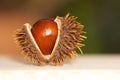 Open chestnut as decoration