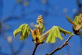 Open chestnut bud with young leaves