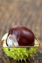 Open chestnut