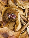 Open chestnut in the forest