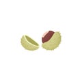 Open chestnut fruit, cracked shell with burs. Edible Castanea nut, seed. Natural food. Flat vector illustration isolated