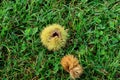 An open chestnut husk in the green grass