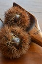 Open chestnut husk on wood table