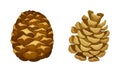 Open and closed fir cones. Coniferous tree pine cones cartoon vector illustration Royalty Free Stock Photo