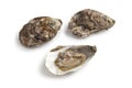 Open and closed fresh raw oysters