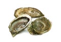 Open and closed oysters isolated