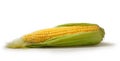Open cob of fresh ripe corn Royalty Free Stock Photo