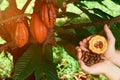 Open cocoa pod in farmer hand Royalty Free Stock Photo