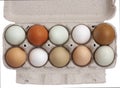 Open compostable egg tray of ten fresh organic eggs in different color shades Royalty Free Stock Photo