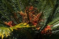 Open cone of a waxen cycad (encephalartos cerinus) in garden Royalty Free Stock Photo