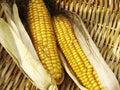 Open corn in the basket Royalty Free Stock Photo