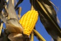 open corn cobs Royalty Free Stock Photo