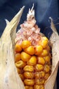 Open Corn/Maize Ear with Dark Background Royalty Free Stock Photo