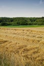 An open cornfield or meadow with brown grass and green trees against the horizon under clear blue sky copy space during Royalty Free Stock Photo