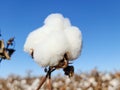 Open Cotton Boll Blue Sky