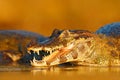 Open crocodile muzzle with big teeth. Portrait of Yacare Caiman in water plants, crocodile with open muzzle, Pantanal, Brazil. Det