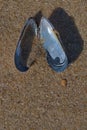 A open dark blue mussel with their mother of pearls.