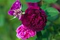 Open dark mauve rose, buds and dead flower heads in rose garden