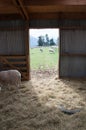 Open door inside a barn, sheep are able to freely move about. Royalty Free Stock Photo