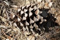Open dried pine cone on ground horizontal