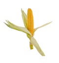 Open ear of corn on dried stalk with dried leaves on white background Royalty Free Stock Photo
